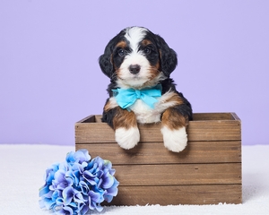 Max Mini Bernadoodle 